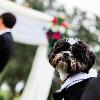 Dogs in Weddings! Officiated by Grace Felice, A Wedding with Grace - www.aweddingwithgrace.com